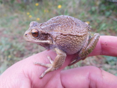 Gastrotheca