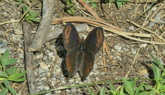 Erebia triarius