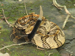 Crotalus horridus