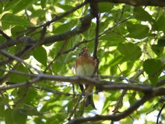 Fringilla montifringilla