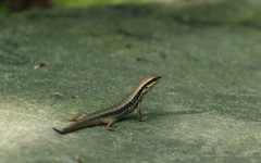 Sphenomorphus maculatus