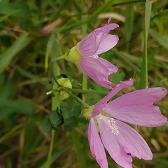 Malva excisa