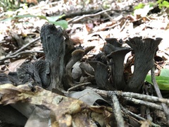 Craterellus foetidus