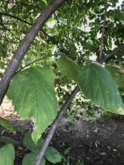 Celtis occidentalis