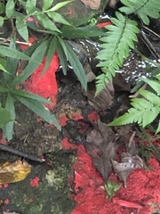 Limnonectes fujianensis