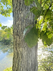 Quercus bicolor