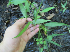 Persicaria setacea
