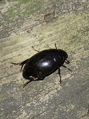 Hydrophilus ovatus