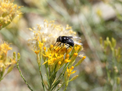 Copestylum violaceum