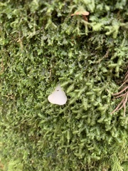 Pseudohydnum gelatinosum