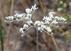 Eriogonum annuum