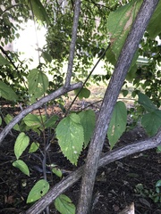 Celtis occidentalis