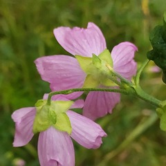 Malva excisa