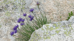 Phyteuma hemisphaericum