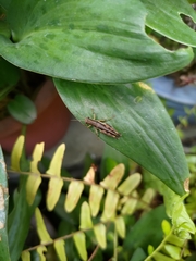 Pseudoxya diminuta