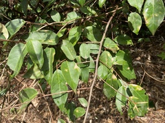 Elaeagnus glabra
