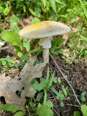 Agaricales