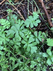 Ellisiophyllum pinnatum