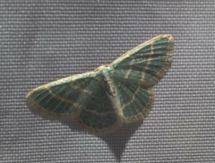 Chlorochlamys chloroleucaria