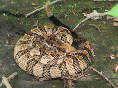 Crotalus horridus