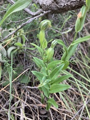 Pterostylis vittata