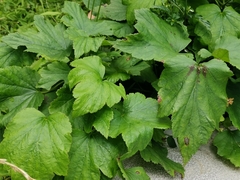 Eriocapitella vitifolia