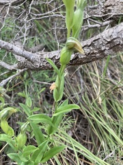 Pterostylis vittata