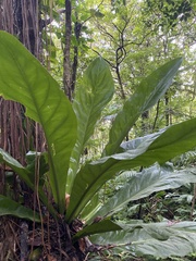 Anthurium crenatum