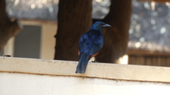 Onychognathus morio morio