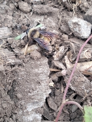 Bombus sonorus