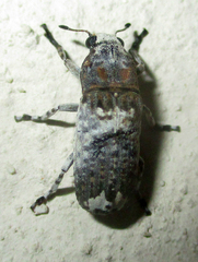 Anthribidae
