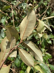Elaeagnus glabra