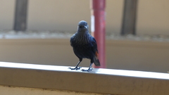 Onychognathus morio morio