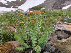 Rhodiola rosea