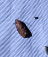 Cydia latiferreana