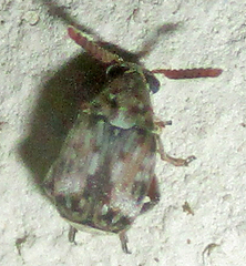 Bruchinae