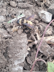 Bombus sonorus