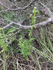 Pterostylis vittata