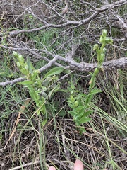 Pterostylis vittata