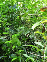 Juncus diffusissimus