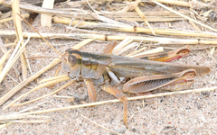 Melanoplus packardii