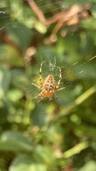 Araneus diadematus