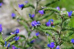 Echium vulgare