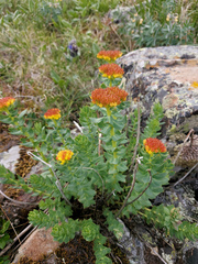 Rhodiola rosea