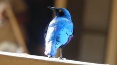 Lamprotornis chalybaeus