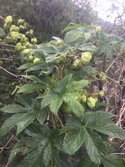 Humulus