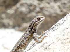 Sceloporus graciosus vandenburgianus