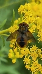 Phasia aurigera