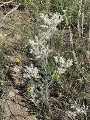 Eriogonum annuum