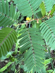 Chamaecrista